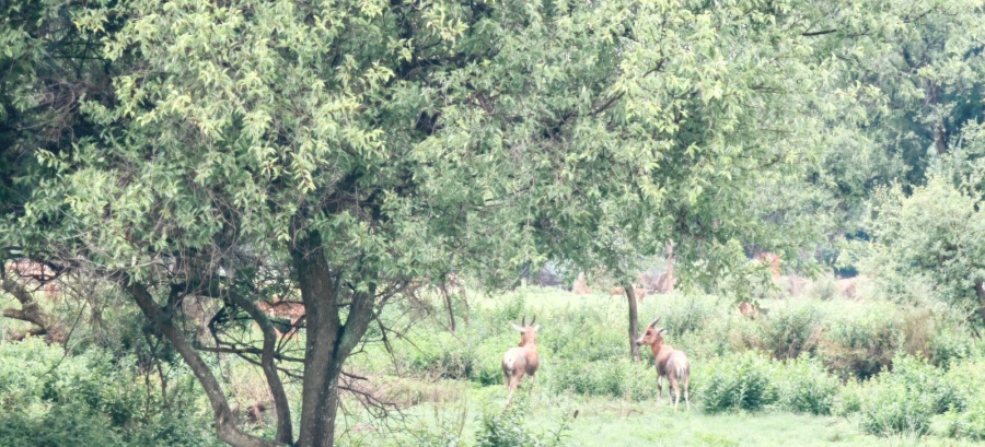 4 Bedroom Property for Sale in Potchefstroom Rural North West